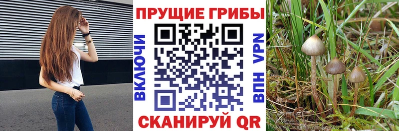 Псилоцибиновые грибы мицелий Полярный